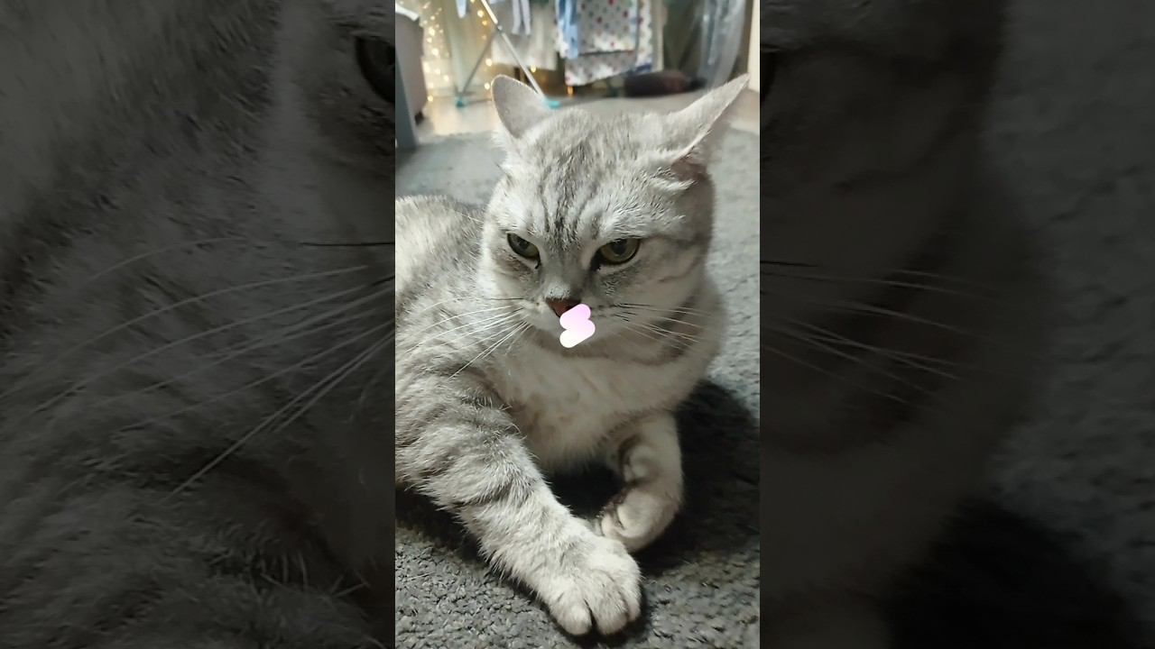 Милый котик #Shorts смотреть онлайн