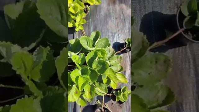 Рассада земляники садовой сорт 