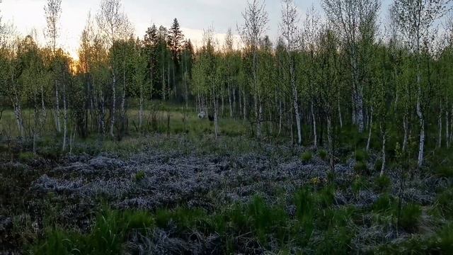 Лайки! Восточно Сибирские! Красноярский край Большемуртинский р-н! Сибирь! смотреть онлайн