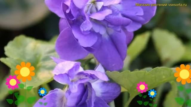 Виола душистая Де Тулуз. Краткий обзор, описание характеристик Viola Odorata De Toulouse
