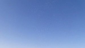 6000 голубей в небе 🔥 г. Кашан | Иранские высоколётные голуби | Iranian pigeons