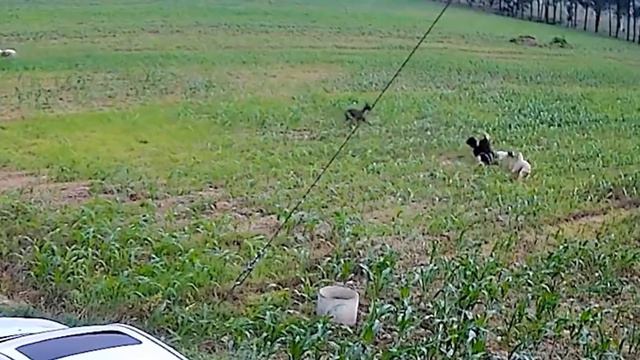 Man chasing dog. Defend against dog attack - Funny moments. смотреть онлайн