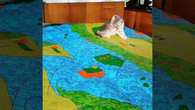 Красотка шотландка страйт. смотреть онлайн