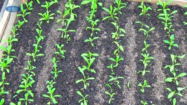 Комедийные Скетчи