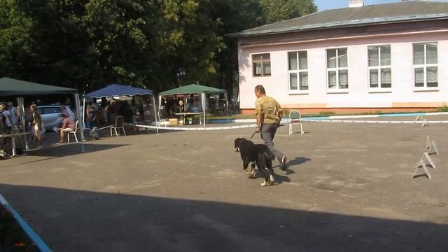 Выставка молоссов в г. Руденск смотреть онлайн
