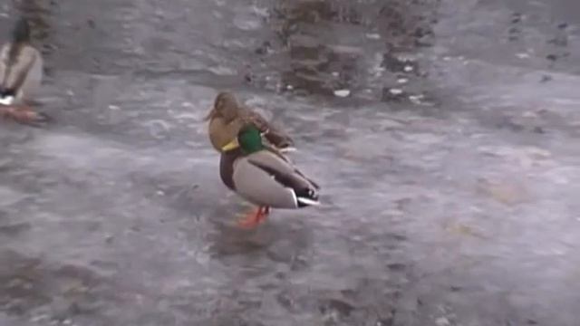 Прогулка по Фонтанке. Летний сад. смотреть онлайн