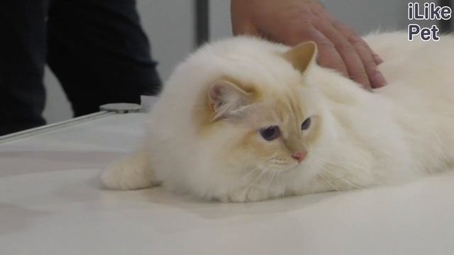 Как ухаживать за бирманской кошкой? смотреть онлайн