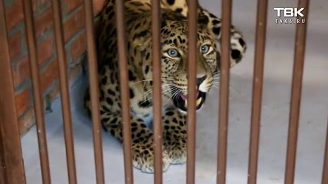 В красноярский парк флоры и фауны «Роев Ручей» прибыли дальневосточные леопарды смотреть онлайн