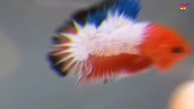 How To Create A Bond With Your Betta Fish смотреть онлайн