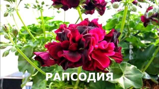 Герань и пеларгония в чём разница? смотреть онлайн
