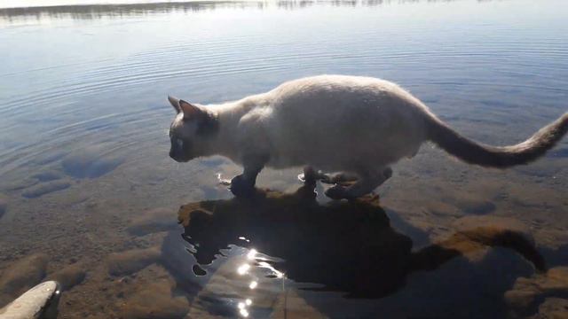 котя лезет в воду смотреть онлайн
