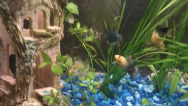 аквариум 40 литров