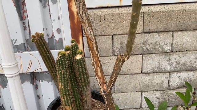 Cactus rojo смотреть онлайн