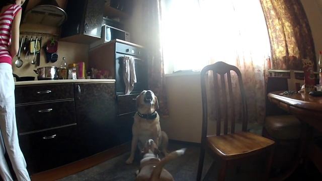 Приставучий Миниатюрный бультерьер Марсель смотреть онлайн