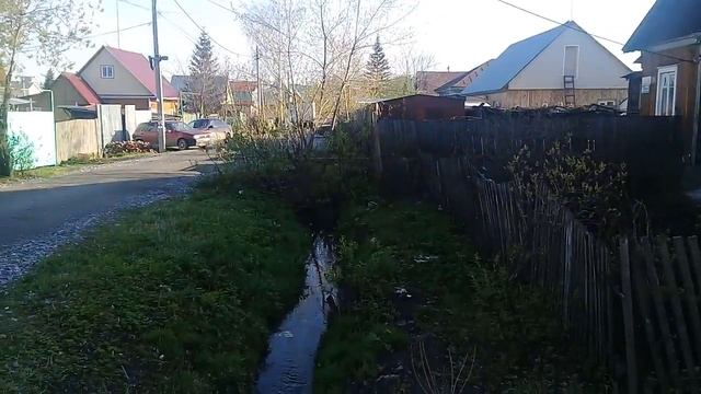Как дикие утки в городе живут . смотреть онлайн
