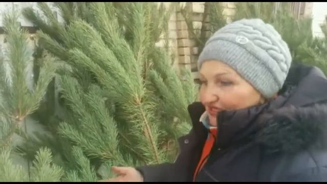 Мастерство и Смысл Жизни