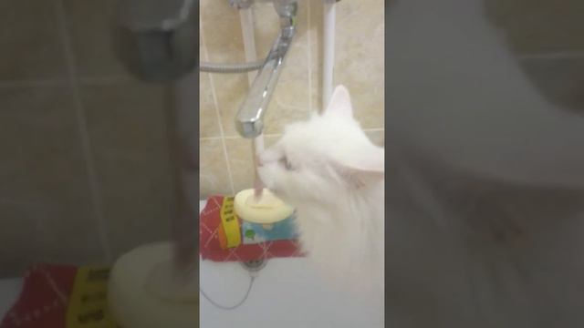 Турецкая ангора