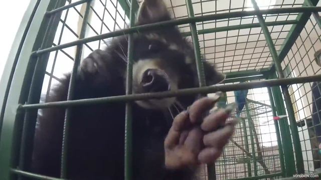 Что-то похожее на зоопарк смотреть онлайн