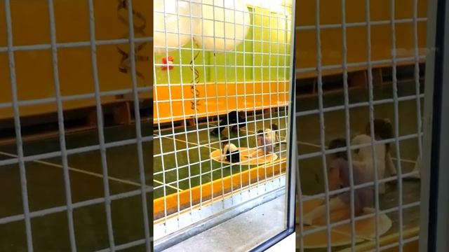 Первое занятие по танцам смотреть онлайн