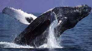 Интересные факты. Киты