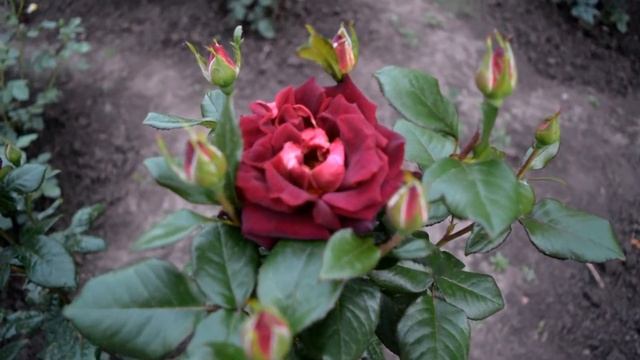 Роза,, Эдди Митчелл,, смотреть онлайн