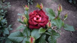 Роза,, Эдди Митчелл,,