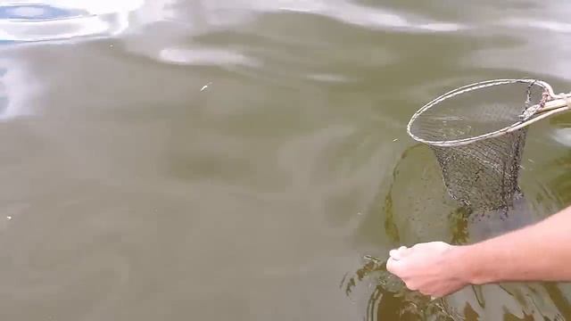 Ловля раков на закидние. Классная ловля раков.