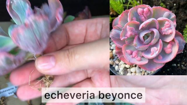 Корейские суккуленты. Продажа. Эхеверии ? смотреть онлайн