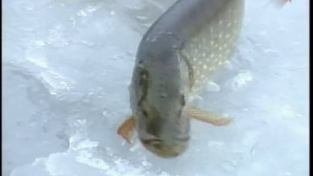 Ловля щуки зимними жерлицами смотреть онлайн
