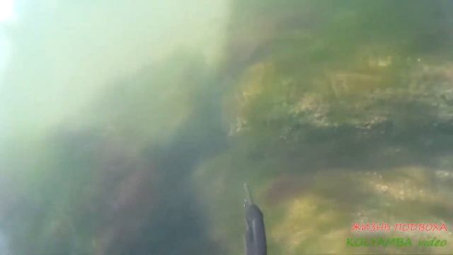 Подводная охота НА МОРЕ / "ЖИЗНЬ ПОДВОХА" смотреть онлайн