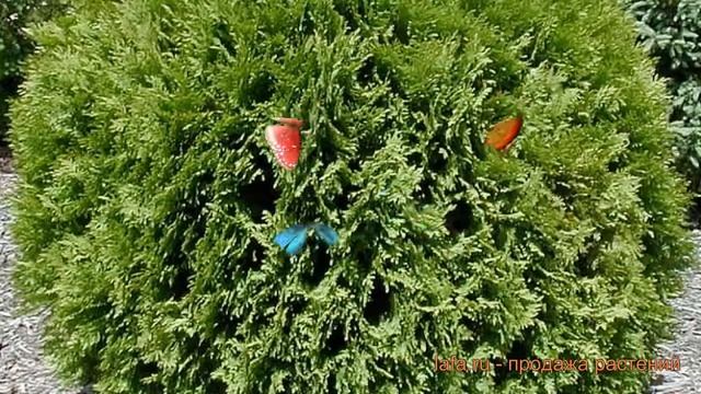 Туя западная Глобоза Ауреа (thuja occidentalis) ? обзор: как сажать, саженцы туи Глобоза Ауреа смотреть онлайн