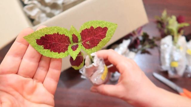 Посылка счастья. Что за чудо растения ко мне приехали. Юлия Датта смотреть онлайн