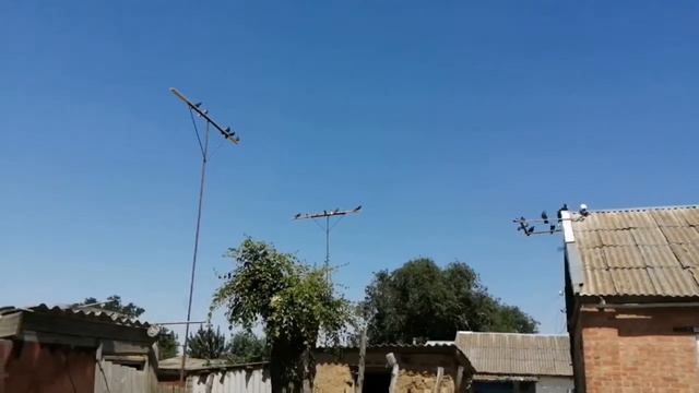 "" ПОЛИГОН ГОЛУБИ "" ТЕМА : ПОКАЗАТЕЛИ И ВЫБРАКОВКА. смотреть онлайн