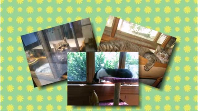 Karuna Центр помощи животным смотреть онлайн