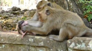 Mia Baby Monkey Cry Loudly By Dee Dee Drag and Catch Go Away | Monkey Sounds