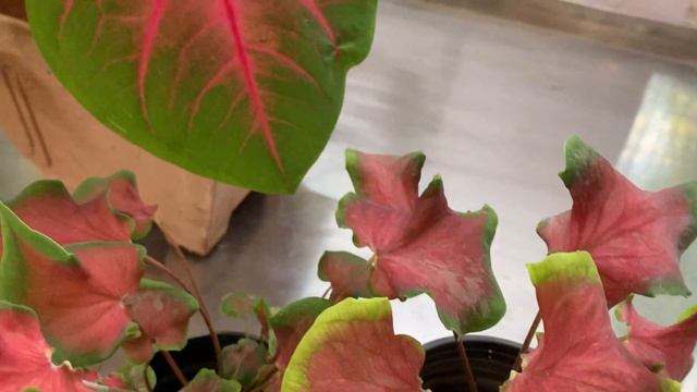 Caladium / Elephant Ear / Caladium Tapestry смотреть онлайн