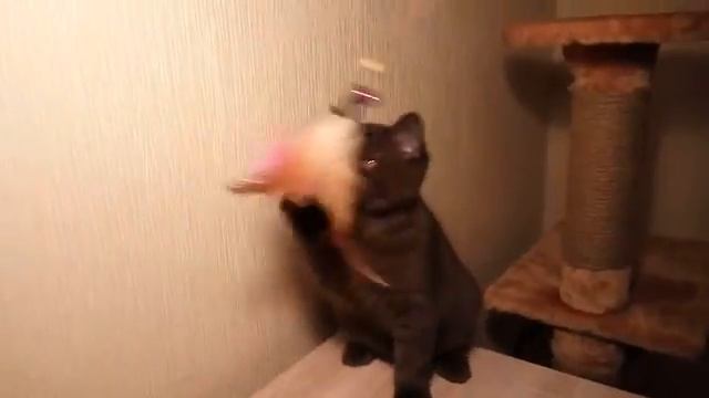 Британский короткошерстный котёнок шоколадного окраса Quickly, 3 месяца смотреть онлайн
