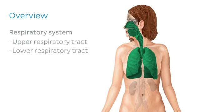Дыхательная система (предпросмотр) - Анатомия человека | Kenhub смотреть онлайн