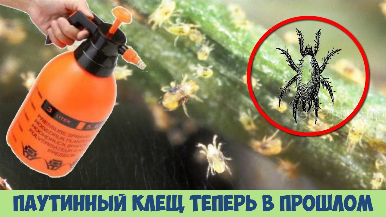 Паутинный клещ на огурцах забыл дорогу ко мне на огород Брызнула и забыла Дачные советы смотреть онлайн