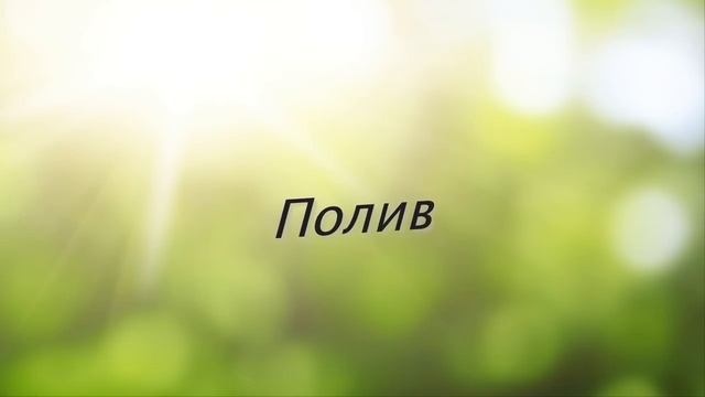 БАКОПА или СУТЕРА – ампельное растение для балконов | Уход и разведение в домашних условиях смотреть онлайн