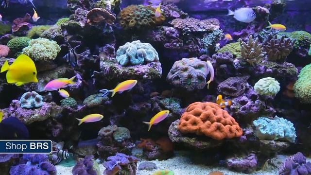 FAQ #24: Is having a protein skimmer that's rated larger than your tank advantageous? смотреть онлайн