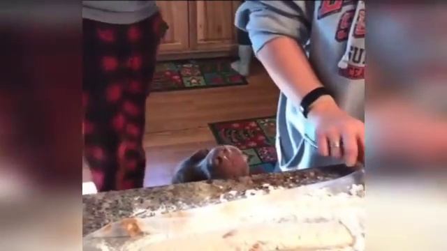 Самые смешные животные 2023 ?- ПРИКОЛЫ С ЖИВОТНЫМИ- Приколы с котами и собаками?? #6 смотреть онлайн