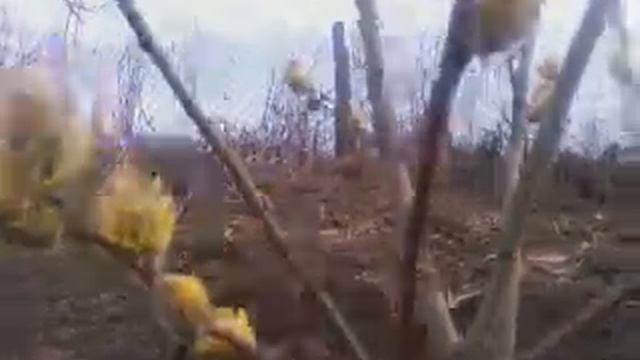 верба цветет и вечерний лет украинской степной пчелки. 30 марта 2015 г. смотреть онлайн