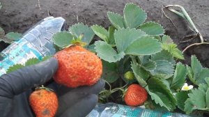 ВЫСОКОУРОЖАЙНАЯ КРУПНОПЛОДНАЯ И БЕСПРОБЛЕМНАЯ РЕМОНТАНТНАЯ ЗЕМЛЯНИКА НАГАОКО