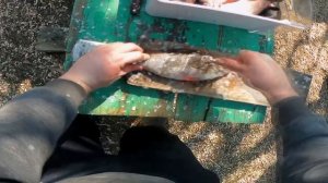 КАК БЫСТРО ПОЧИСТИТЬ РЫБУ ? ? Приспособление Для Чистки Рыбы \ Как Легко Почистить Окуня от Чешуи