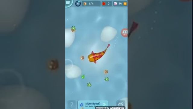 Zen Koi . Обзор