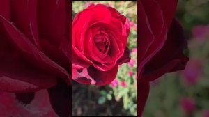 Плетистая роза "Дон Жуан".