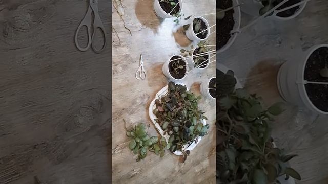 Обрезка эписция ??? смотреть онлайн