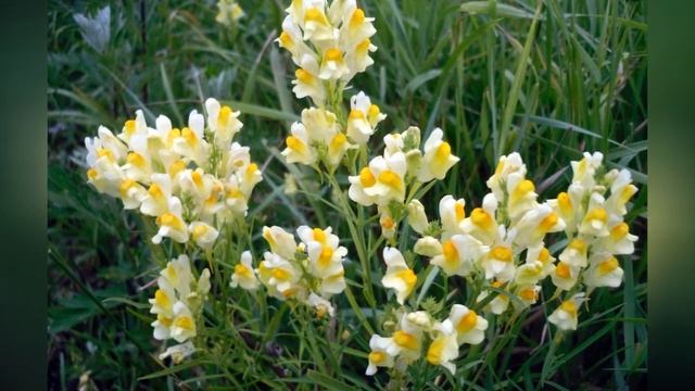 ЛЬНЯНКА (LINARIA) смотреть онлайн