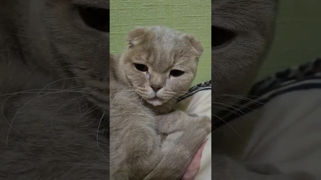 сонннный || Кот Мася смотреть онлайн